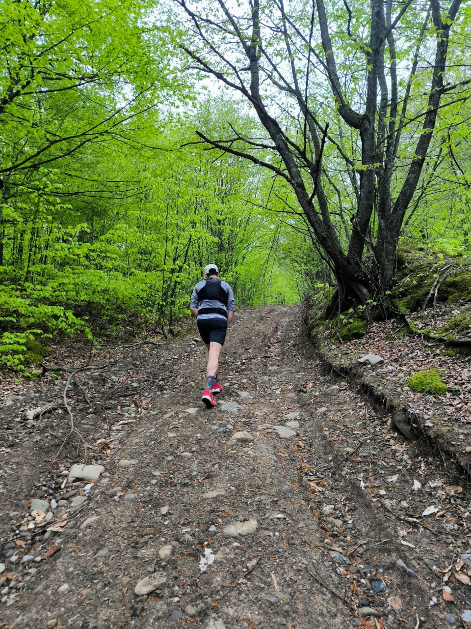 Training run through spring forest trail